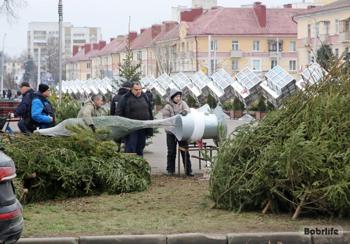 Расказваем, дзе ў Бабруйску можна купіць ёлку. І паказваем на кадастравай карце