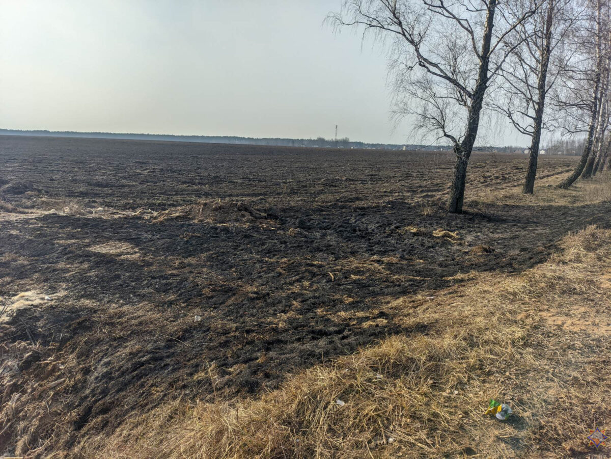 Тушили куртками, водой и кока-колой: пожар в Бобруйском районе