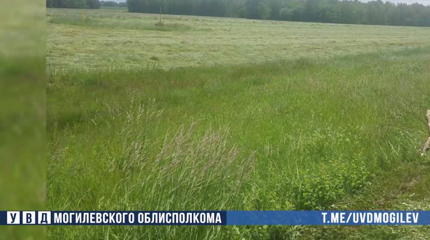 Дикорастущая конопля весом 350 кг уничтожена в Бобруйском районе