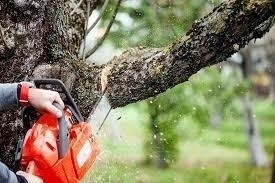 Общественные обсуждения по вопросам планируемого удаления объектов растительного мира
