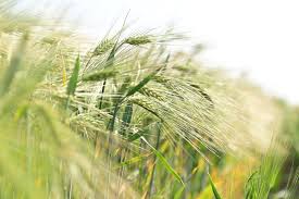 Свыше 9,9 млн тонн зерна с рапсом и кукурузой намолочено в Беларуси