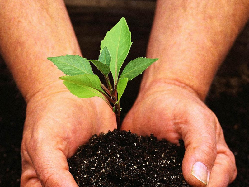 Информация о выдаче разрешения на пересадку объектов растительного мира 