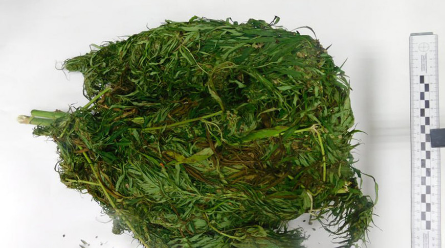 Двое жителей Бобруйска привлечены к ответственности за сбор дикорастущей конопли