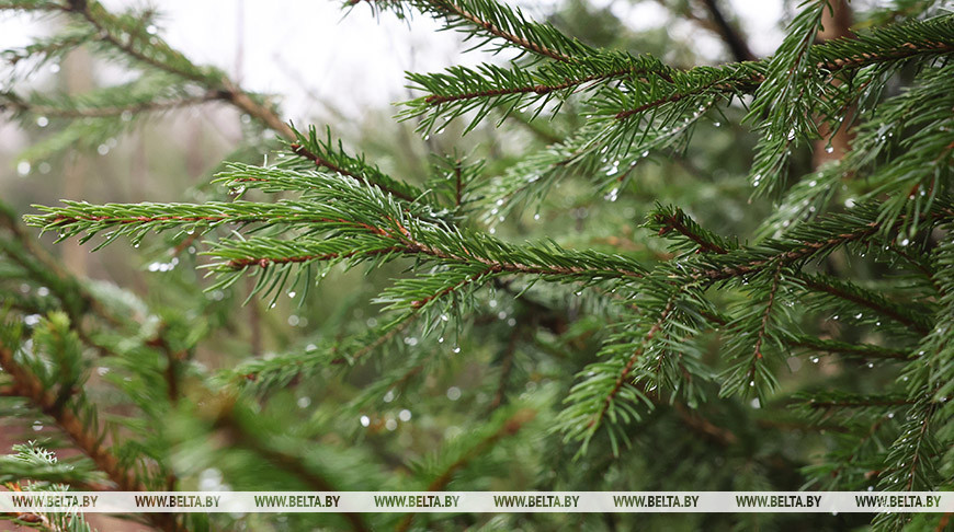 Елочные базары заработают в Могилевской области 20 декабря