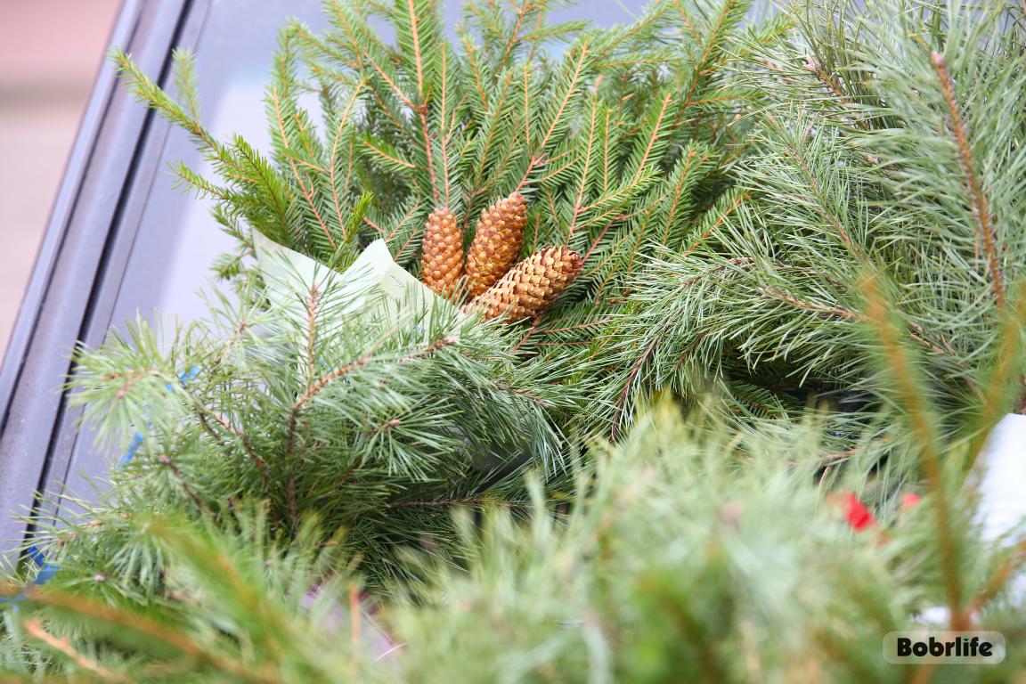 Сколько будут стоить ели и сосны в преддверии Нового года