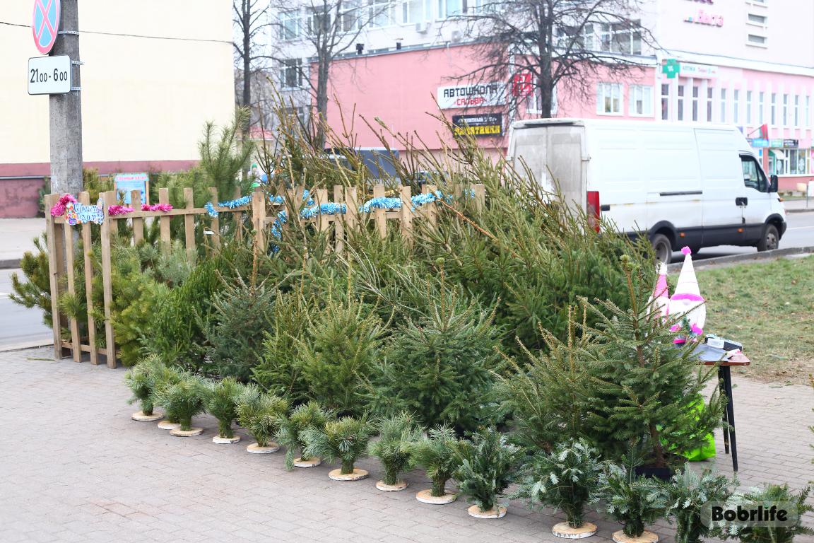 Приближается Новый год. Выбирайте елку законно – избегайте штрафов и сохраняйте природу