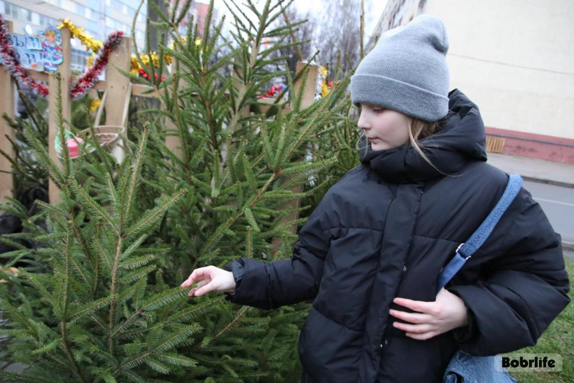 Елочки-иголочки. В Бобруйске начали работу елочные базары