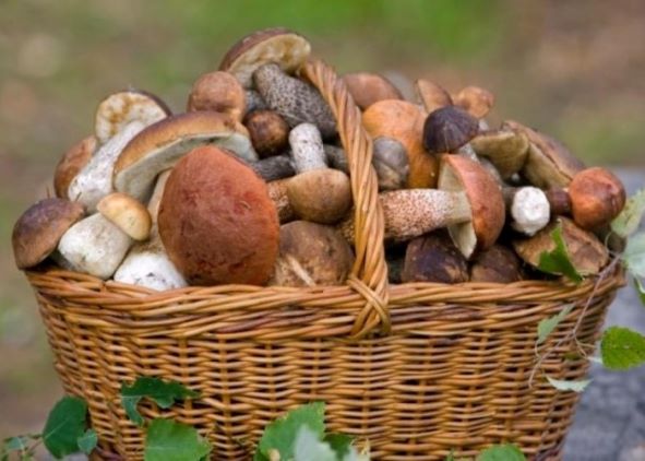 Налоги – 2026: изменения в части сбора с заготовителей