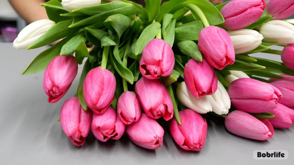 В Бобруйске ко Дню женщин подготавливают сотни тысяч тюльпанов