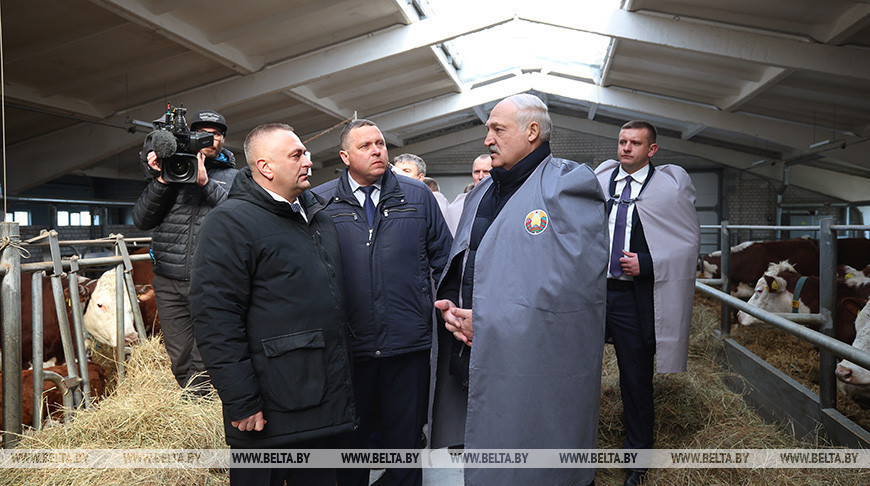 Лукашенко ориентирует на более быстрое развитие племенного животноводства в Беларуси