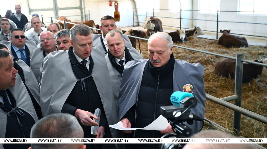 Белорусские животноводы нащупали «золотую жилу». Александр Лукашенко изучил точки роста и поручил ускориться