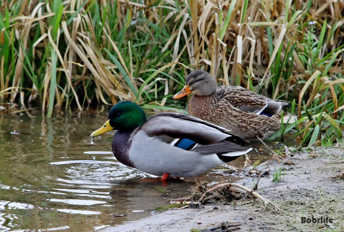 С 14 марта открывается весенний сезон охоты на гусей и селезней уток