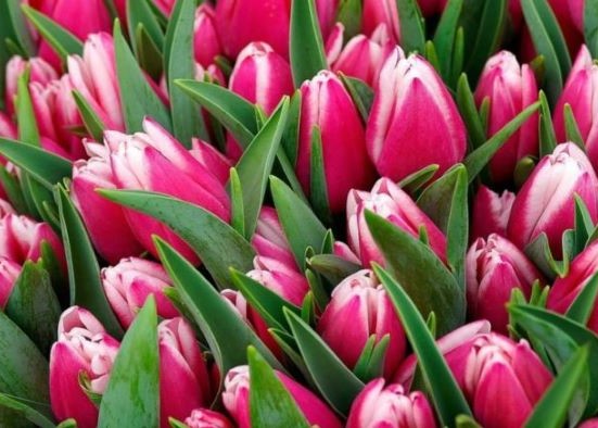 Вниманию физических лиц, осуществляющих реализацию самостоятельно выращенной цветочной продукции с уплатой налога на профессиональный доход