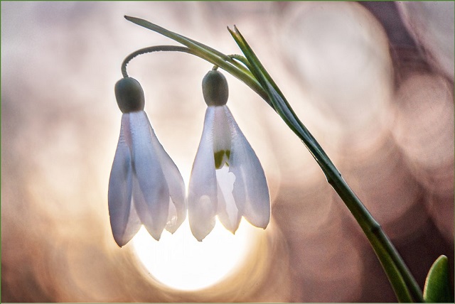 Дайте шанс первоцветам!