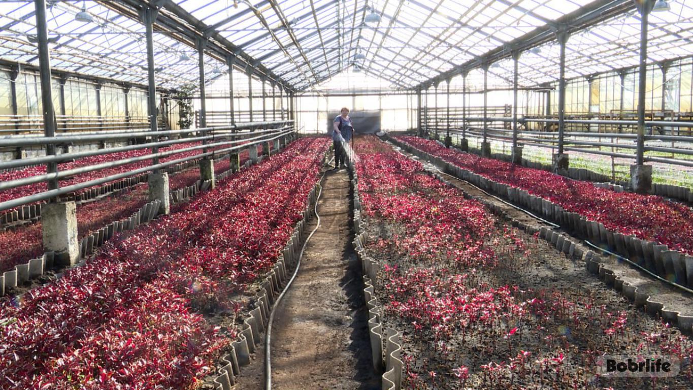 Весенняя подготовка. Клумбы и вазоны Бобруйска украсят более 900 тысяч цветов