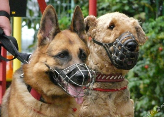 Об уплате налога за владение собаками в 2026 году