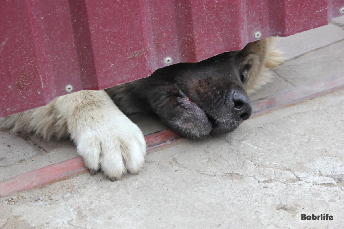 За тех, кто не может защитить себя сам. Какая ответственность предусмотрена за жестокое обращение с животными, рассказали в прокуратуре Бобруйска