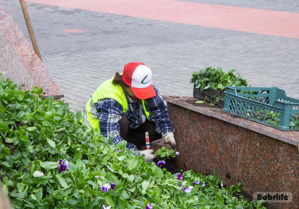 Чарующая композиция оттенков. В Бобруйске продолжают высаживать цветы